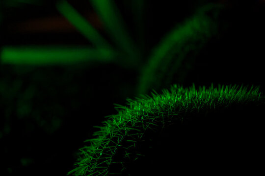 A cactus glows in green light against the night in Greece, its sharp texture and vivid color creating a striking Mediterranean contrast.