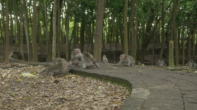 Macaques fighting on a narrow forest path in bali