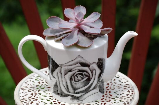 Vintage style ceramic floral teapot with large Echiveria