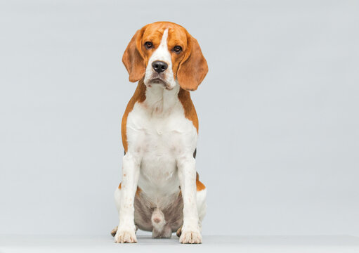 Front portrait of a sitting Beagle dog looking at camera.
