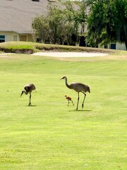 Birds on golf course  © Jaymin