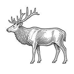 Obraz premium Elk with large antlers. Vintage woodcut engraving linocut vector illustration.