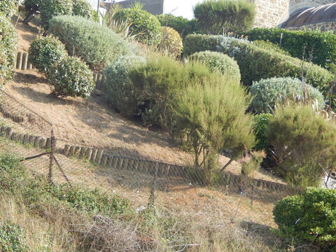 Jardin paysager en pente avec arbustes taill&eacute;s et v&eacute;g&eacute;tation m&eacute;diterran&eacute;enne sous une lumi&egrave;re estivale.