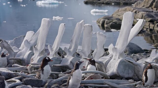 Gentoo penguin stumbling on rocky shore
