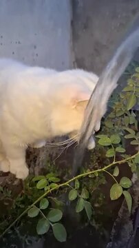 White cats drinking and playing with flowing water stream outdoors near plant.