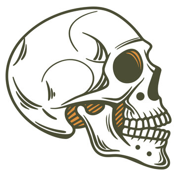 Vintage human skull side view vector, retro hand-drawn cranium illustration, anatomical skull bone graphic for apparel design and posters
