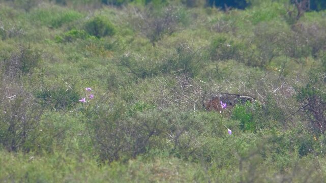 Black backed jackal foraging among flowering green scrub