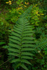 Green fern leaf growing in forest undergrowth with soft natural background and rich botanical detail © Марина Демешко