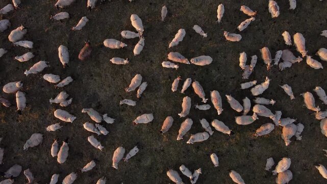 Top-down aerial drone shot looking directly down at a flock of sheep gathered inside a farm pen, agricultural livestock corral