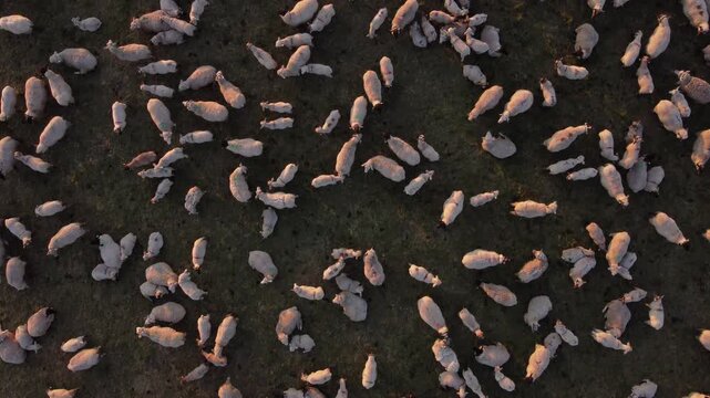 Top-down aerial drone shot looking directly down at a flock of sheep gathered inside a farm pen, agricultural livestock corral