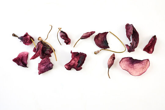 Dried petals illustrating aging, memory, and nostalgia concept