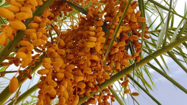 Fresh yellow dates on a palm tree. Tropical fruit harvest hanging on green palm branches.