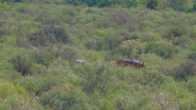 Black backed jackal trotting through dense green bushland