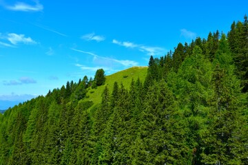 View of the peak of Trupijevo Poldne with a conifer spruce forest bellow in Karavanke mountains in Gorenjska, Slovenia © kato08