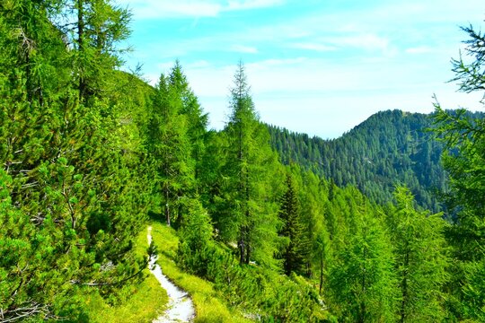 Hiking trail in larch
