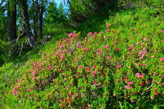 Pink blooming hairy alpenrose (Rhododendron hirsutum) shrub