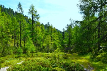 View of a larch forest on the hike to Trupijevo Poldne in Karavanke, Gorenjska, Slovenia © kato08