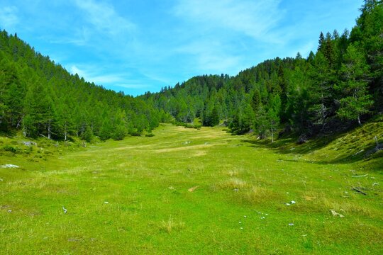 Green mountain pastures of Graj&scaron;ca valley with larch forest covering the slopes on the hiki to Trupijevo Poldne in Karavanke, Gorenjska, Slovenia