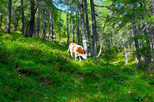 White and brown calf in a larch forest