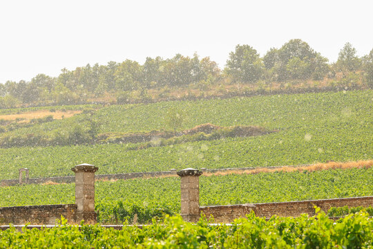Intense rain shower sweeping across vineyard landscapes in Puligny-Montrachet, Burgundy, France, bringing moisture to rows of vines during the growing season.