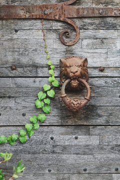 Rustic lion-head door knocker mounted on a weathered wooden door with climbing ivy, showcasing historic craftsmanship and aged textures in Burgundy, France.