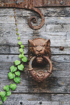 Antique lion-head door knocker on a weathered wooden door, framed by rusted ironwork and ivy, highlighting traditional French architectural detail.