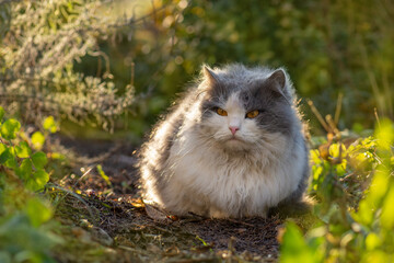 Outdoor cats physical activity in the garden. Outdoor cats photo. The concept of a healthy and happy life of pets © lesichkadesign