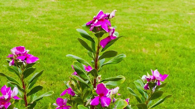 Pink periwinkle flowers in a garden. Catharanthus roseus blooming on a green lawn.