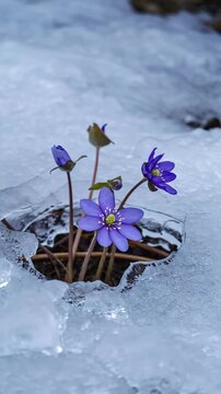 Blue hepatica flowers blooming through melting ice in early spring