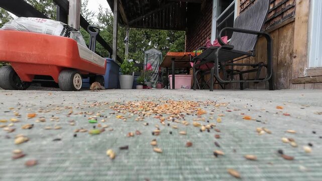 Slow-motion close-up of an Eastern chipmunk gathering birdseed before kicking seeds into the air during a rapid natural escape