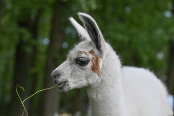 Close-up portrait of a young llama chewing fresh green grass © NATALIIA GUTOVSKA