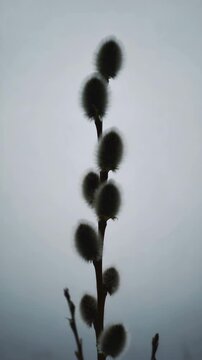 Pussy willow branch with fuzzy catkins against grey spring sky