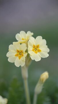 Yellow primrose flowers blooming in a spring garden, soft botanical macro