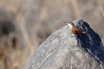 A canyon wren (Catherpes mexicanus) perches on a large boulder with ample space for text or design. © Misty