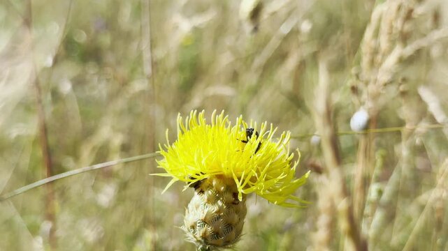 A small black beetle crawls on a vibrant yellow star-thistle in Crimea. This natural moment evokes a peaceful feeling of quiet wonder in the wild meadow.