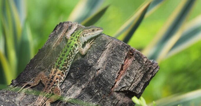 Italian wall lizard male (Podarcis siculus campestris) resting on a wood log