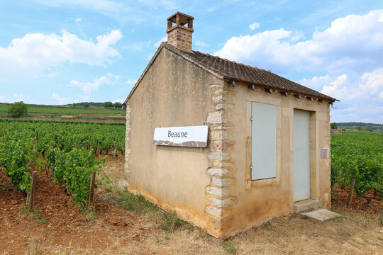 Small vineyard building with a Beaune sign surrounded by grapevines in Burgundy, France, highlighting the region's celebrated wine-growing landscape.