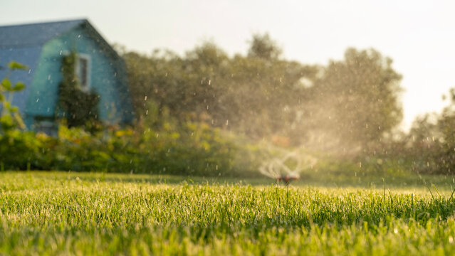 Golden light falls on lush green grass