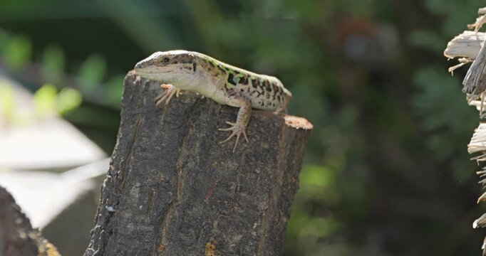 Italian wall lizard (Podarcis siculus camperstris) male swollens its goiter as defensive behavior in front of the territory intruders