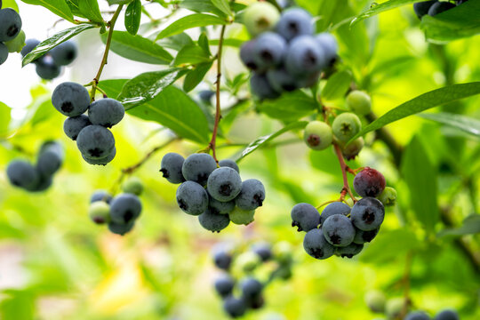 Ripe blueberries hang from green branches