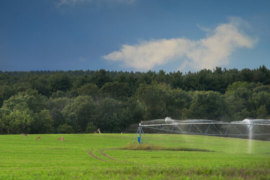Deer Fight and Feed in Field with Irrigation Sprinklers