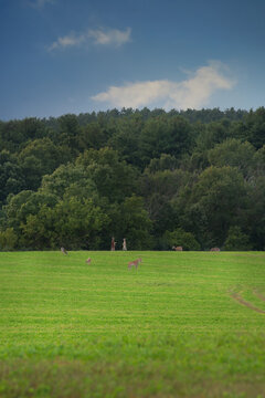 Deer Stand on Back Feet to  Fight as Herd Grazes