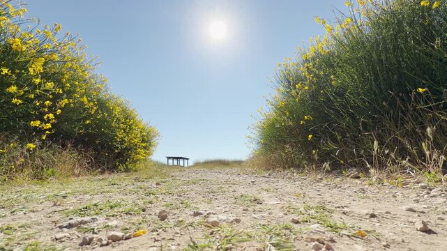 Bright Common Broom bushes line a dirt path under the warm sun in Crimea. This radiant landscape evokes feelings of pure joy and peaceful summer serenity.