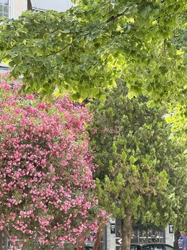 Pink flowering trees beneath lush green city park canopy