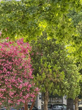 Pink flowering garden trees beneath lush green leafy canopy