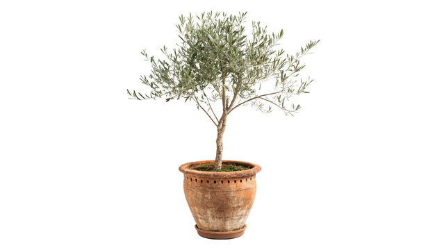 Potted indoor small green olive tree isolated on transparent background for scandinavian room interior decoration