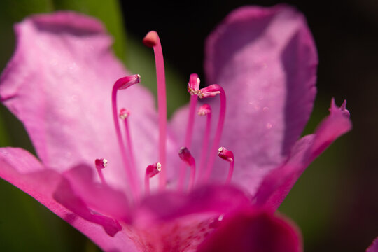 Closeup of Pink Rhododendron Flower 