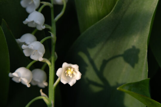 Lily of the Valley Flowers with Shadow on Green Leaf in Spring