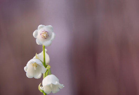 Lily of the Valley Flower on Soft Purple Background with Copy Space