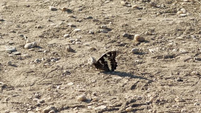 A Great Banded Grayling butterfly rests on a dusty path. This peaceful scene in the warmth of Crimea fills the observer with quiet wonder and joy.